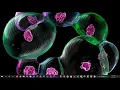 Lesson 1 - Importing Data into Imaris And The Basics of Image Visualization