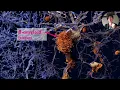 Download Lagu V6 | Biologie | H18 - Eiwitten | §4 Regeling van eiwitten | deel 1 Alzheimer en RNAi