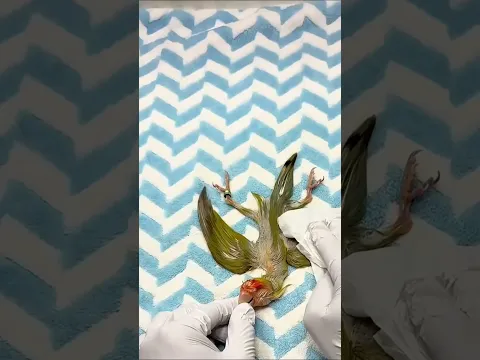 Esse pássaro foi empalhado #curiosidades