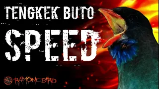 Download 🔴Masteran tengkek buto speed rapat🔴audio MP3