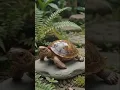 I Made a Beautiful Turtle Using Coconut Shells Creative DIY Craft Idea