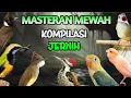 MASTERAN MURAI BATU FULL TEMBAKAN MATERIJERNIH PILIHAN COCOK UNTUK MASTERAN BURUNG trotol