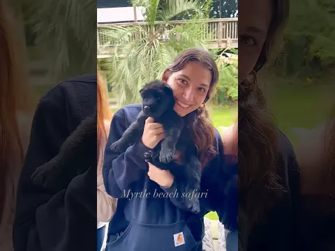 Meet our wolf pups🐺 Snuggle them, they won’t stay little forever. Book now: MyrtleBeachSafari.com