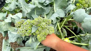 Harvesting broccoli on a beautiful day