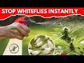 How to Get Rid of Whiteflies Instantly (Safe and Easy Methods)