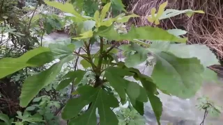 جلنار     فيروز دندنها