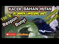 Download Lagu TERAPI KACER BAHAN SEKALIGUS PANCINGAN KACER BAHAN HUTAN DIJAMIN 100% LANGSUNG NYAUT🙏