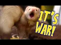 Experience the Ferret War Dance A Fascinating Ritual of Nature