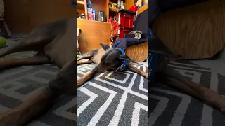 #Fyp #dream #YouTube #doberman #pets