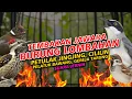 Lagu MASTERAN JAWARA BURUNG LOMBAHAN PELATUK BAWANG PETULAK JINGJING GEREJA TARUNG CILILIN SUARA JERNIH