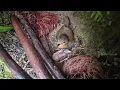 Download Lagu The cuckoo pushed the chick out of the nest, yet it still returned to the nest itself.