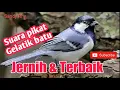 Download Lagu Suara jernih pikat Gelatik Baru terbaik