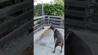 Still learning the gimbal lol Good morning.. #fyp #dream #doberman #pets #youtube