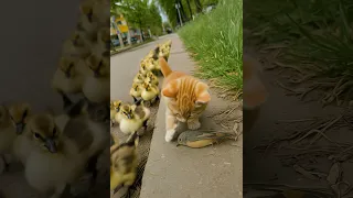 Will The Kitten Help The Fallen Bird Shorts Cat Mypug Cuteanimal 