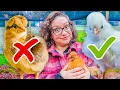 Watch This BEFORE You Get Baby Chicks Crucial Info