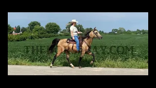 Buckskin Kentucky Mountain Gaited Trail Gelding For Sale