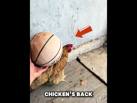 Why Do Chickens Squat #shorts