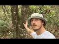 Finally Bought some Food Forest Land In Chiefland Florida