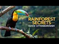 Download Lagu David Attenborough | Nature Documentary To Fall Asleep To (ai)