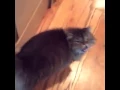 Yass Cat Original Vine