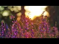 Bob Marley (Feat. Lauryn Hill) - Turn Your Lights Down Low 1 Hour Loop