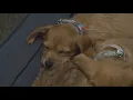 5 puppies found in Columbus dumpster