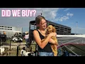 HUGE Farm Animal Swap and Sale Waverly Iowa