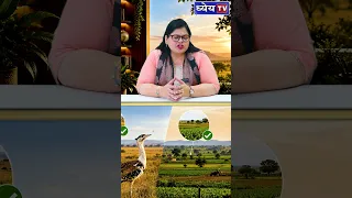 सिर्फ 100–150 गोडावण बचे! अब ये 16 इलाके बचाएंगे Great Indian Bustard?