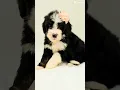 Miss Bubbles