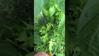 Patio picker garden 2020 - Part 2