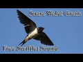 Download Lagu Suara Panggil RAJA Walet Kalimantan