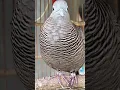 Download Lagu Local turtle doves have a crystal clear topcer sound for bait that responds immediately #shorts
