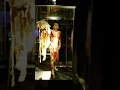 Lagu Skin Man - Body Worlds \u0026 The Cycle of Life - Houston Museum of Natural Science