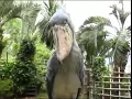 Download Lagu Shoebill Stork sounds like a Predator.