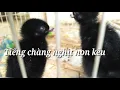 Download Lagu Tiếng chim chàng nghịch non chuẩn.mp3