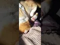 Download Lagu Mangu the cat 😼😻😸 #cat #cute #funny #meow