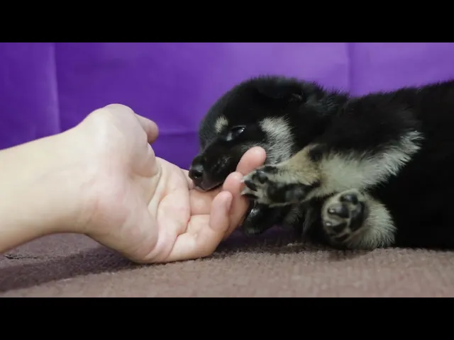 動画