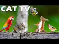 Download Lagu Perfect TV FOR CAT To Play With Frisky Squirrels \u0026 Birds😻🦜 Instantly Relax Your Home Alone Cats 😿🏠