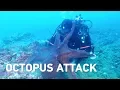 Download Lagu Massive octopus attacks diver, drags equipment through sea