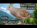 Download Lagu Perkutut lokal  BUAT PANCINGAN merangsang BUNYI CEPAT GACOR. 