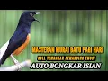 Lagu PANCINGAN MURAI BATU DI PAGI HARI MEMANCING EMOSI LAWAN AGAR IKUT GACOR DAN BONGKAR ISIAN MEWAH