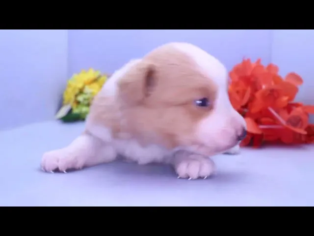 動画