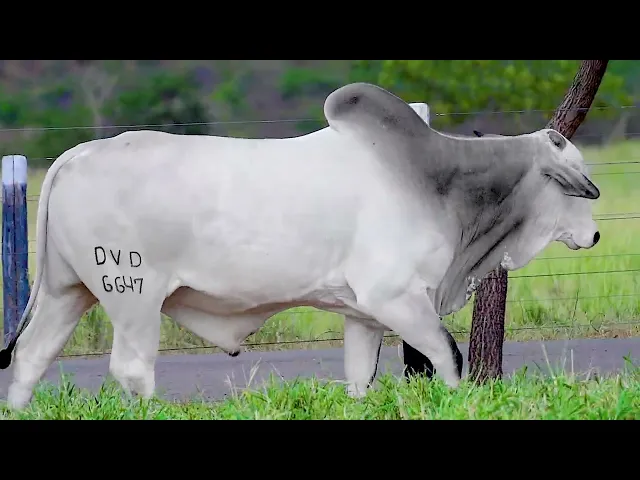 Touro Nelore DVD - 6647