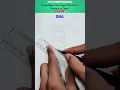 Download Lagu How to draw double DNA  helix Diagram #DNA #helixdiagram #sciencediagram