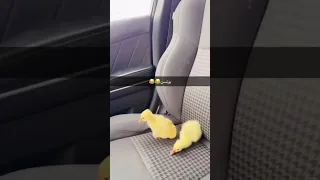 ميدو مشتي بطوط بيت رشك ميدوو Shorts Short 