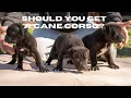 Can you handle a Cane Corso
