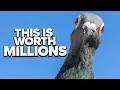 The Million-Dollar Racing Pigeon Heist Legacy Spotlight