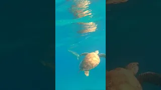 Tobago Keys ~ Hype or Reality? #sailingadventures #snorkeling #discovertheextraordinary #shorts