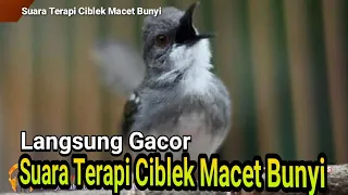 Download Suara Gemercik Air Terapi Burung Ciblek Macet Bunyi MP3