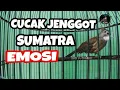 PANCINGAN CUCAK JENGGOT SUMATRA EMOSI FULL